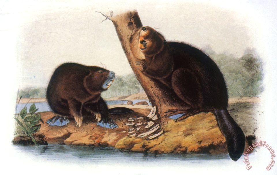 960x606 John James Audubon Audubon Beaver 1846 Painting - Beaver Painting