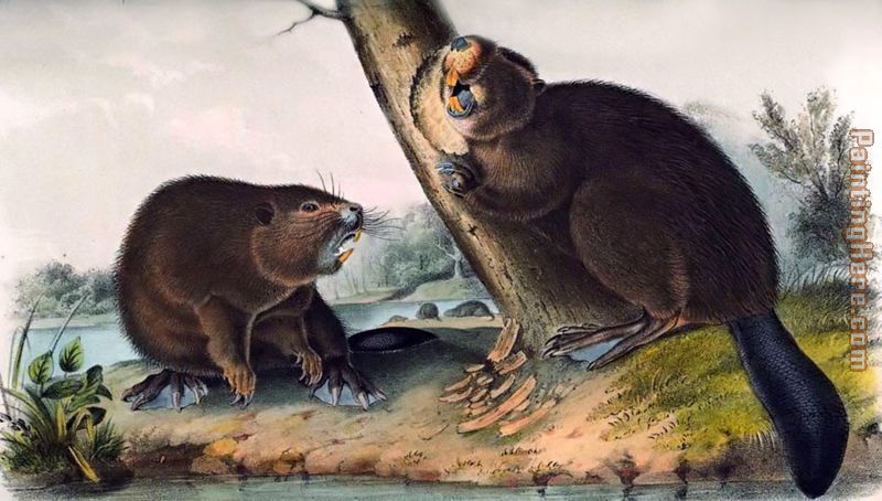 800x454 John James Audubon North American Beaver Painting Anysize 50% Off - Beaver Painting