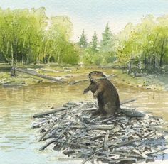 236x231 Roz Approaches The Beaver Family For Help Building A Home (Chapter - Beaver Painting