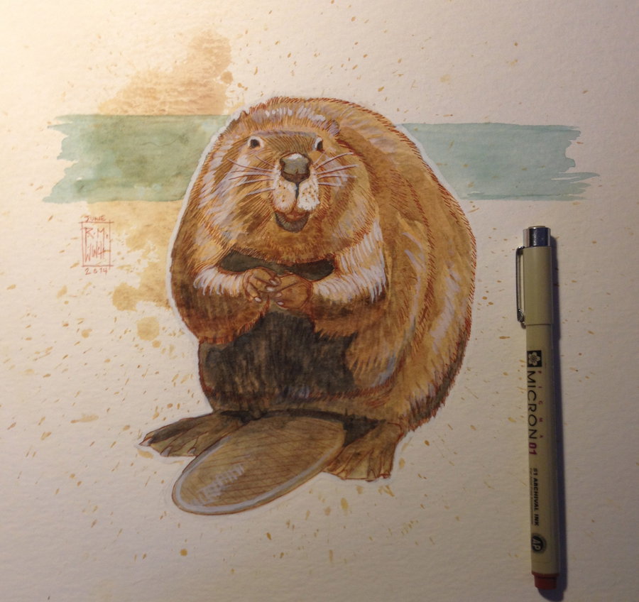 900x848 Today's Watercolor Sketch Beaver By Rm Winch - Beaver Painting