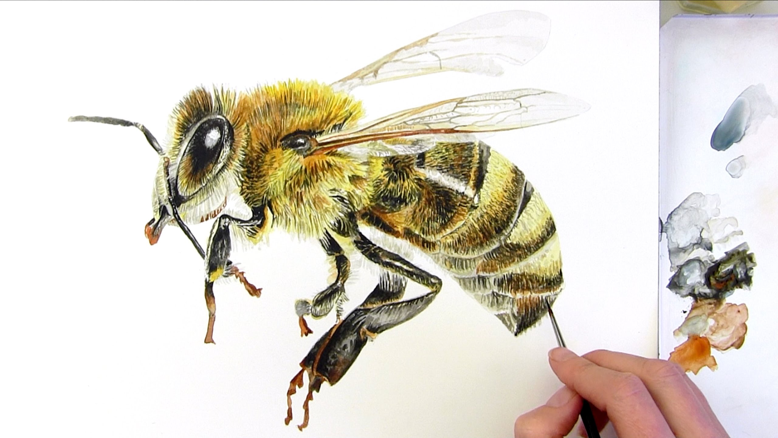 2560x1440 How To Paint A Realistic Honey Bee In Watercolor - Bee Painting
