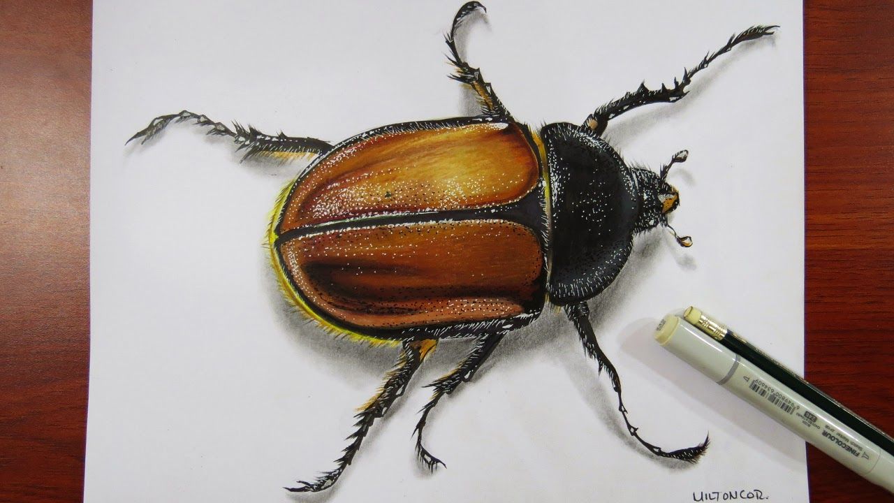 1280x720 Art, Painting, Drawing, Tips And Tutorials Drawing A Realistic - Beetle Painting