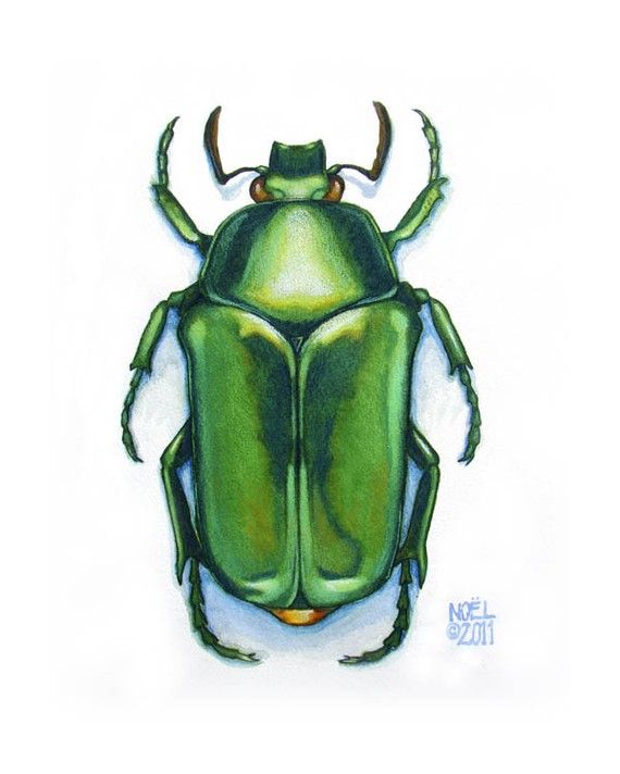 570x712 Original Watercolor Painting Of Jewel Green Scarab Beetle - Beetle Painting