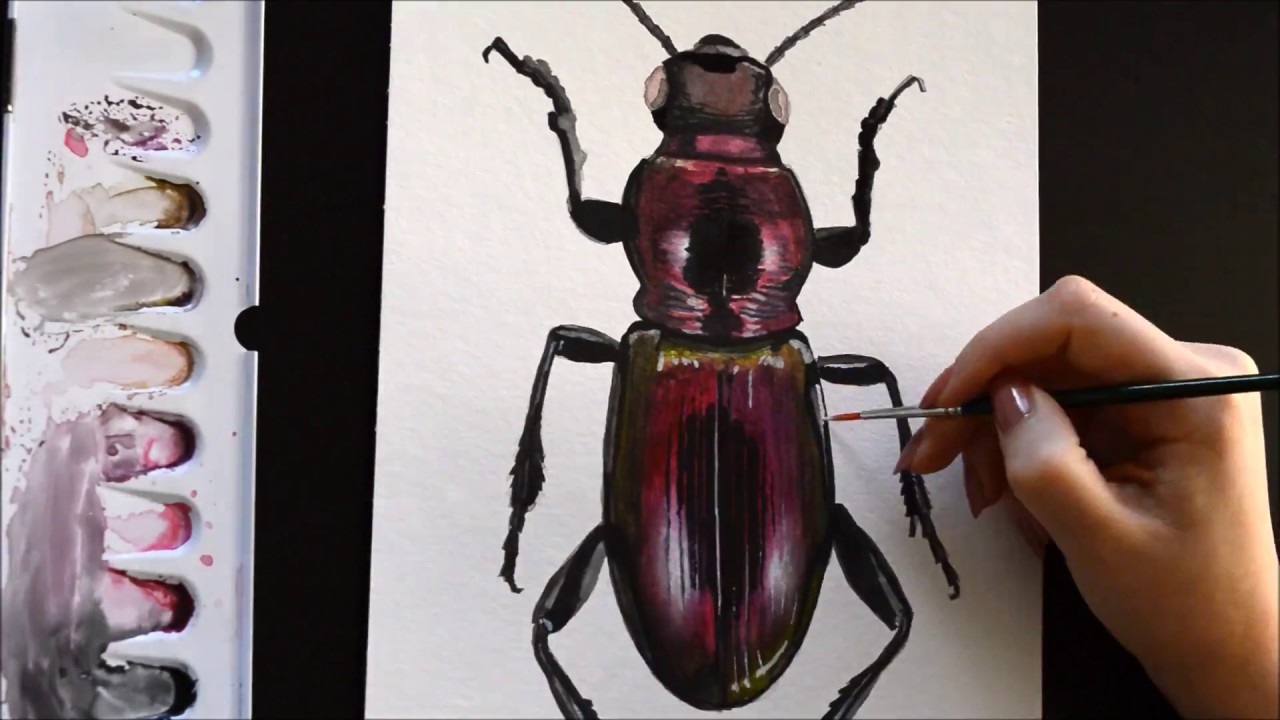 1280x720 Watercolor Speed Painting - Beetle Painting