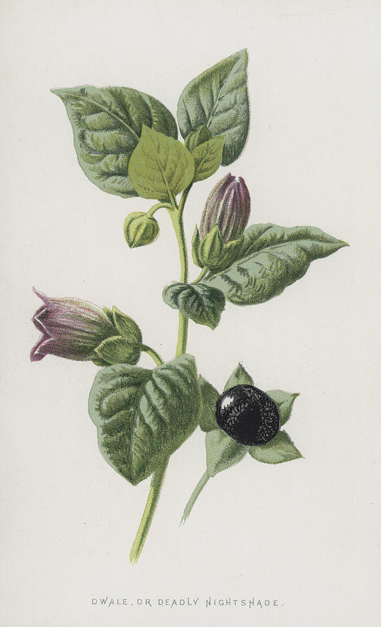 547x900 Dwale, Or Deadly Nightshade Painting By Frederick Edward Hulme - Belladonna Painting