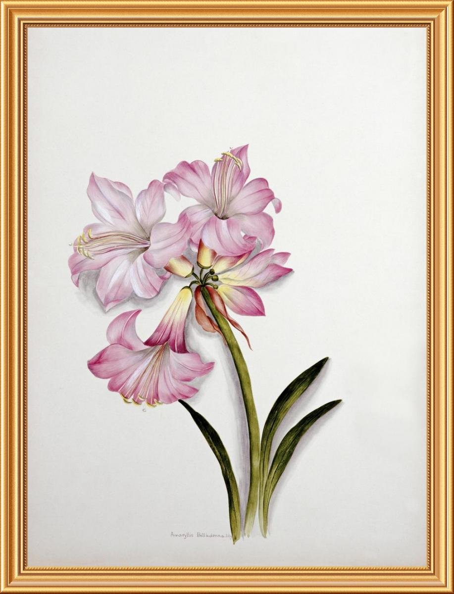 917x1200 Global Gallery - Belladonna Painting