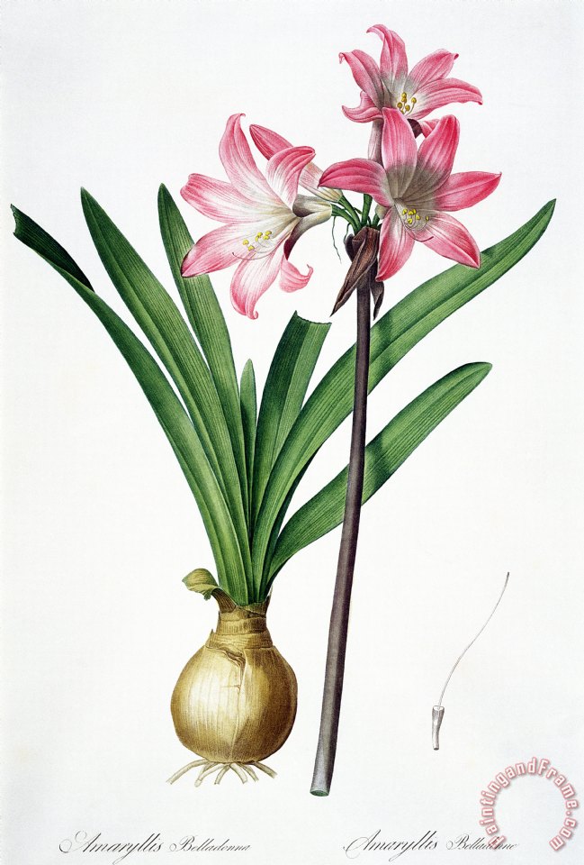 649x960 Pierre Joseph Redoute Amaryllis Belladonna From Les Liliacees - Belladonna Painting