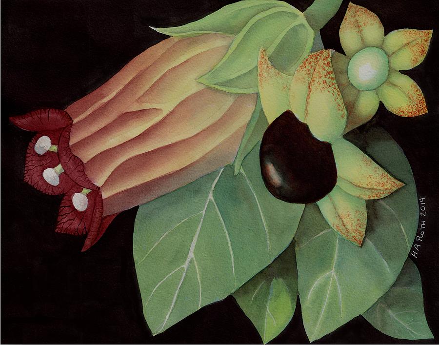 900x707 Belladonna Flower And Berries Painting By Harold A Roth - Belladonna Painting