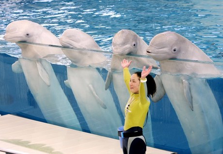 460x318 Beluga Whales Create Art In Japan Aquarium Naharnet - Beluga Whale Painting