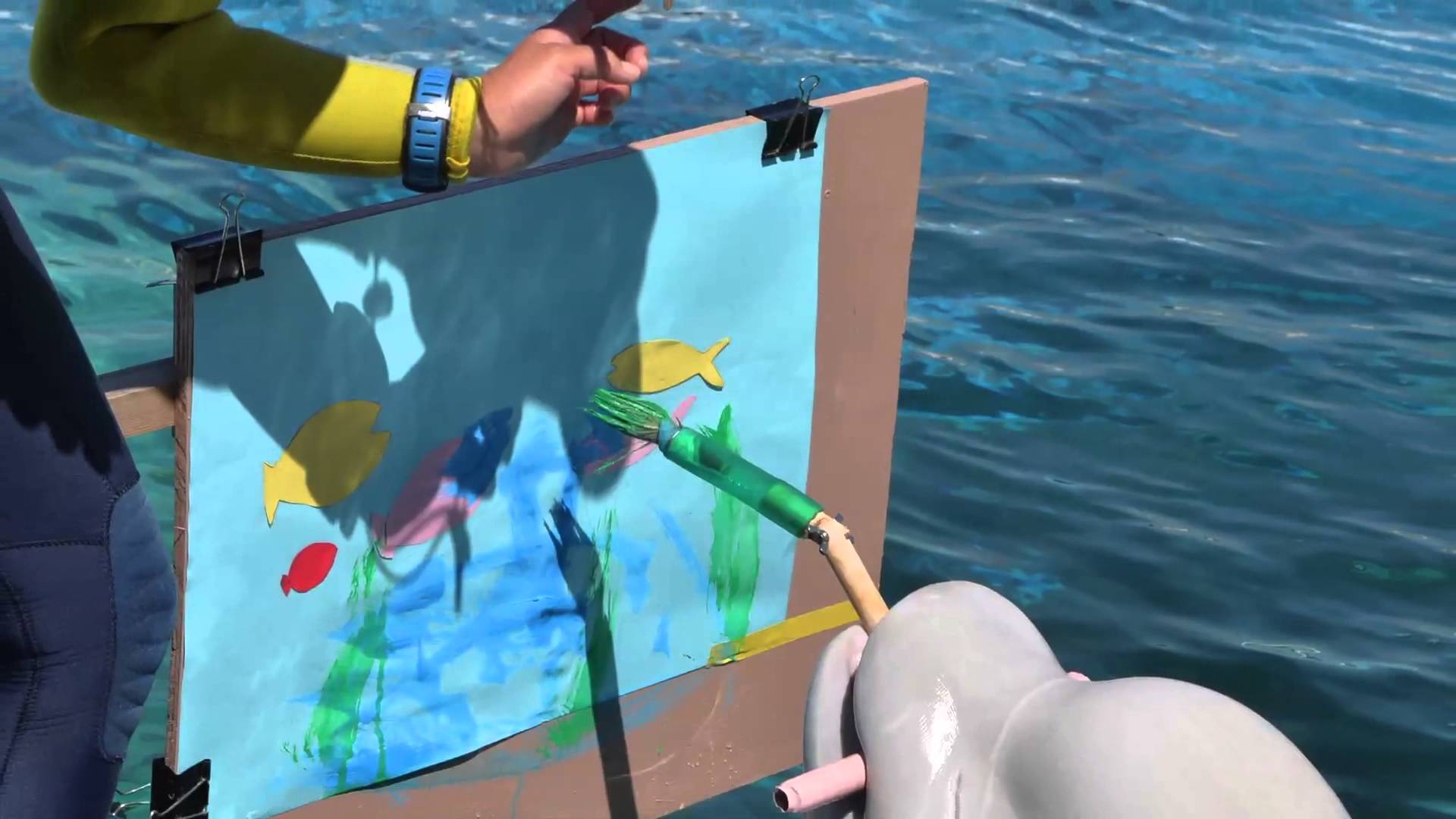 1920x1080 Beluga Whales Paint Art In Japan Aquarium - Beluga Whale Painting