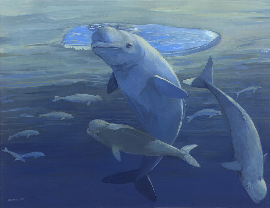 900x695 Beluga Whales Swimming As A Pod Painting By Ace Coinage Painting - Beluga Whale Painting