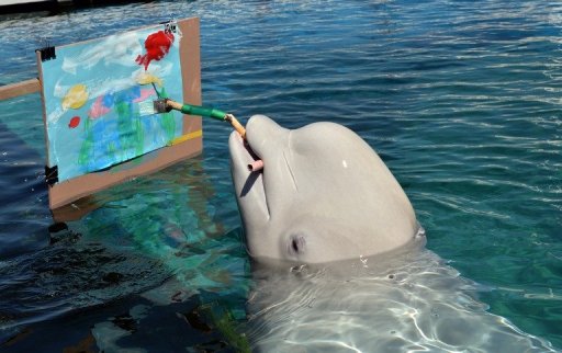 512x322 Beluga Whales Create Art In Japan Aquarium - Beluga Whale Painting