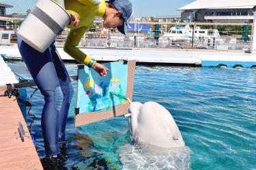 375x249 Beluga Whales Learn To Paint For Autumn Art Program - Beluga Whale Painting