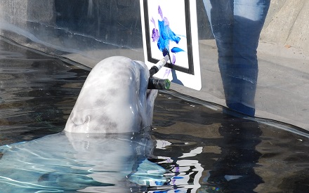 440x275 Waves Of Creation For A Cause - Beluga Whale Painting