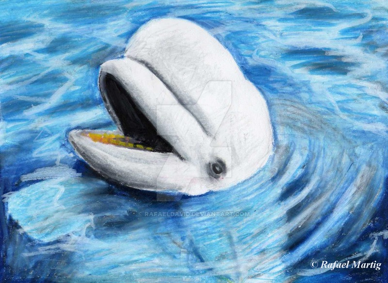 Beluga Whale By Rafa. 
