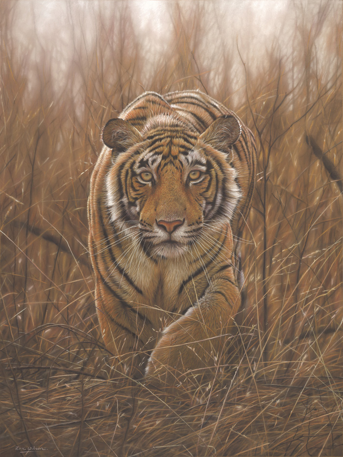 700x934 Eric Wilson Wildlife Artist Tiger Paintings - Bengal Tiger Painting