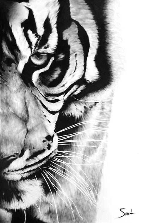 500x739 Tiger Art Print - Bengal Tiger Painting