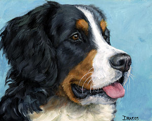 300x240 Bernese Mountain Dog On Blue Painting By Dottie Dracos - Bernese Mountain Dog Painting