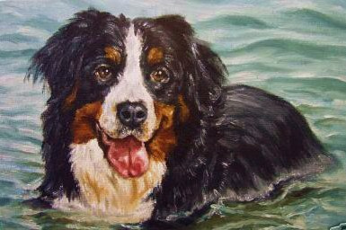 385x256 Bernese Mountain Dog Painting An Original Oil Painting - Bernese Mountain Dog Painting