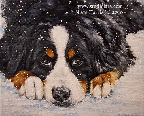 500x402 Bernese Mountain Dog Portrait Painting In Oil This Is - Bernese Mountain Dog Painting