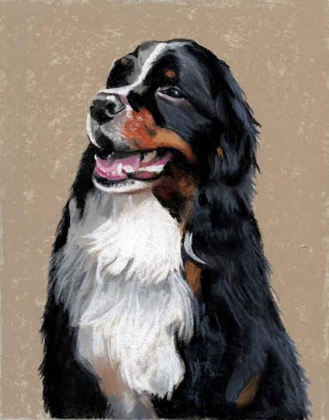 Bernese Mountain Dog Painting at PaintingValley.com | Explore ...