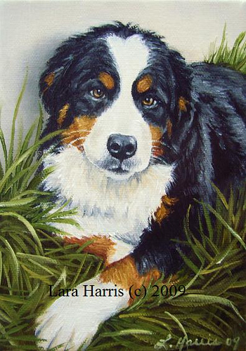 350x500 Painting 3, Bernese Mountain Dog Oil Painting By Lara - Bernese Mountain Dog Painting