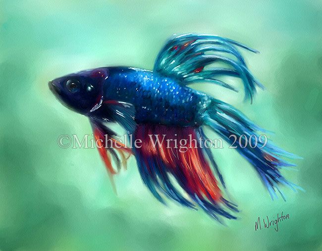 650x507 Betta Fish Painting - Betta Fish Painting