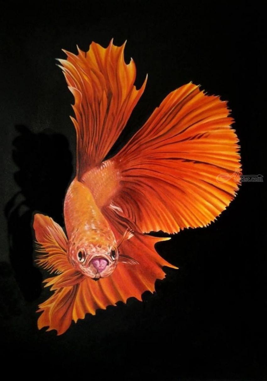 850x1214 Betta Fish - Betta Fish Painting