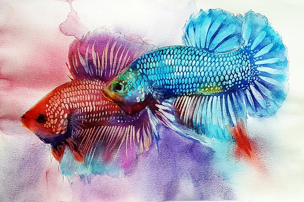 600x398 Turquoise Plakat Greeting Card For Sale By Betta Painter - Betta Painting