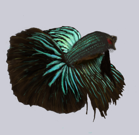 490x476 Betta Painting Healthy Betta - Betta Painting