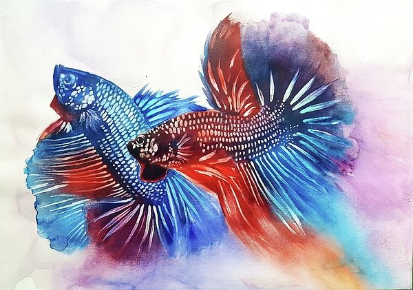 600x421 Betta Painter Artist Website Artttttttt Painter - Betta Painting