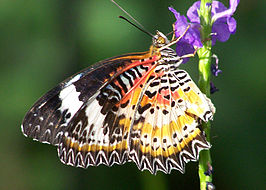 266x190 Cethosia Biblis - Biblis Painting