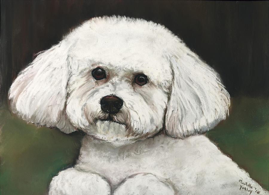 900x653 Bichon Frise Painting By Charlotte Yealey - Bichon Frise Painting