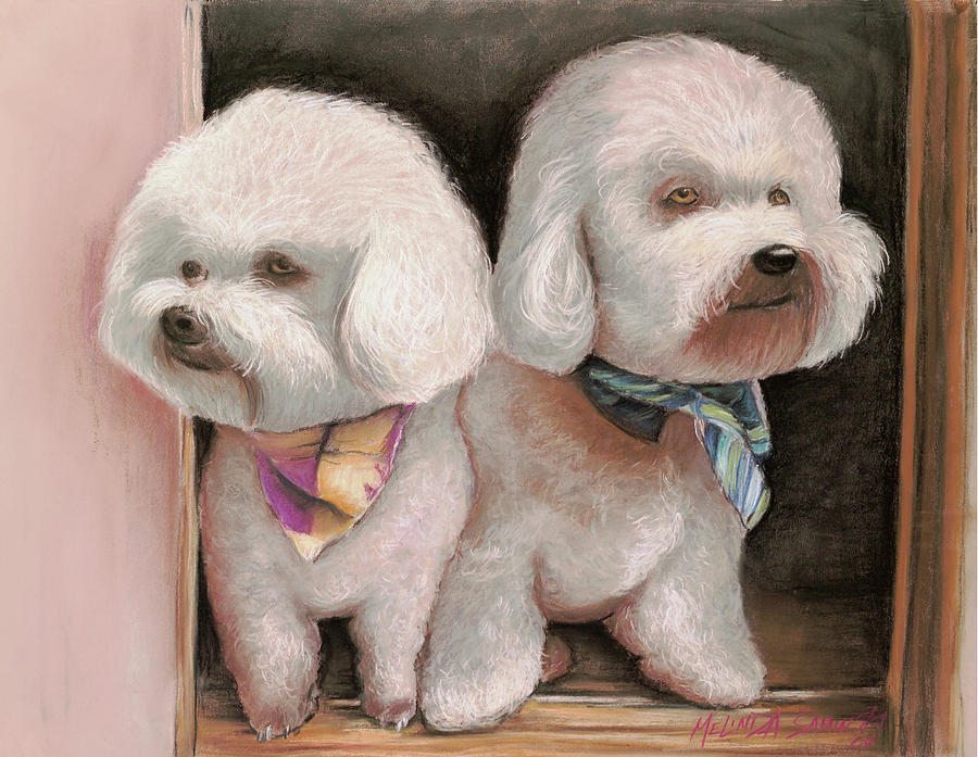 900x697 Bichon Frise Painting By Melinda Saminski - Bichon Frise Painting