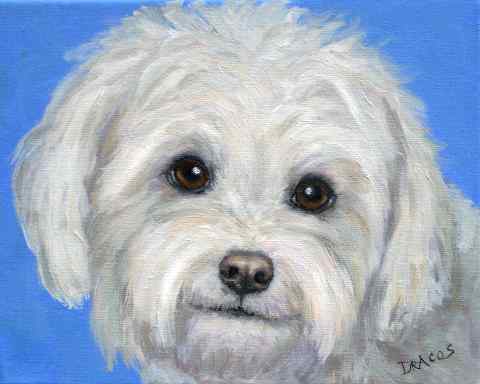480x384 Dog Paintings (And Cat And Other Animals) By Dottie Dracos Bichon - Bichon Frise Painting