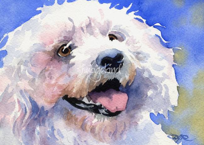 650x462 Stunning Bichon Frise Artwork For Sale On Fine Art Prints - Bichon Frise Painting