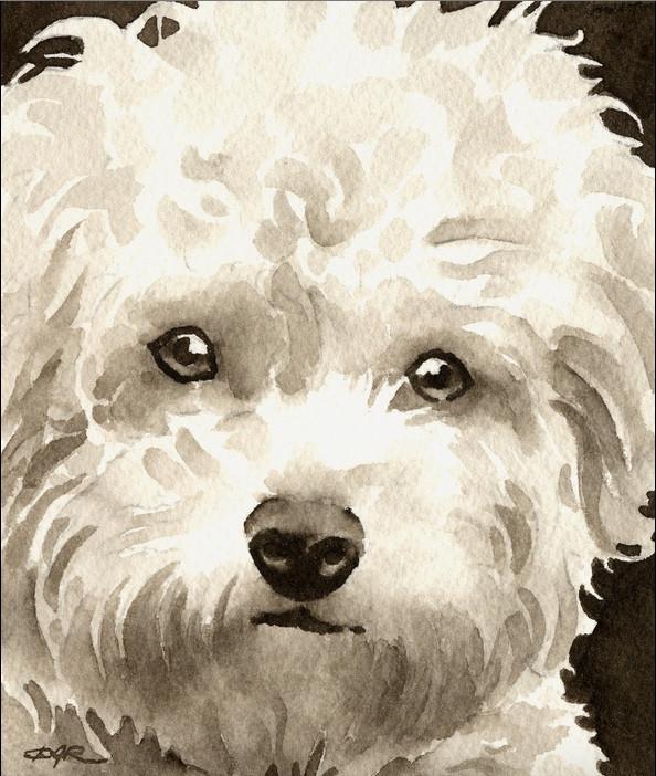 594x702 Watercolor Painting - Bichon Frise Painting