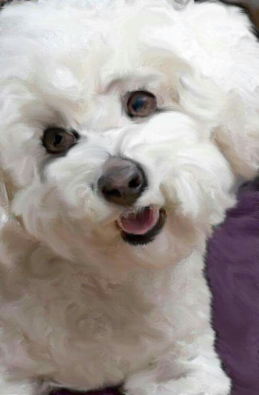 504x770 Bichon Frise Art Print Of Original Watercolor Painting 8x10 - Bichon Frise Painting
