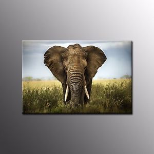 Big Elephant Painting At Paintingvalley.com 