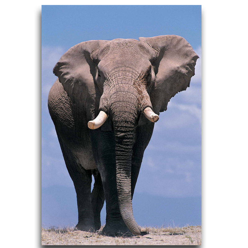 800x800 Home Decor Animals Big Elephants Pictures Modern Animal Painting - Big Elephant Painting