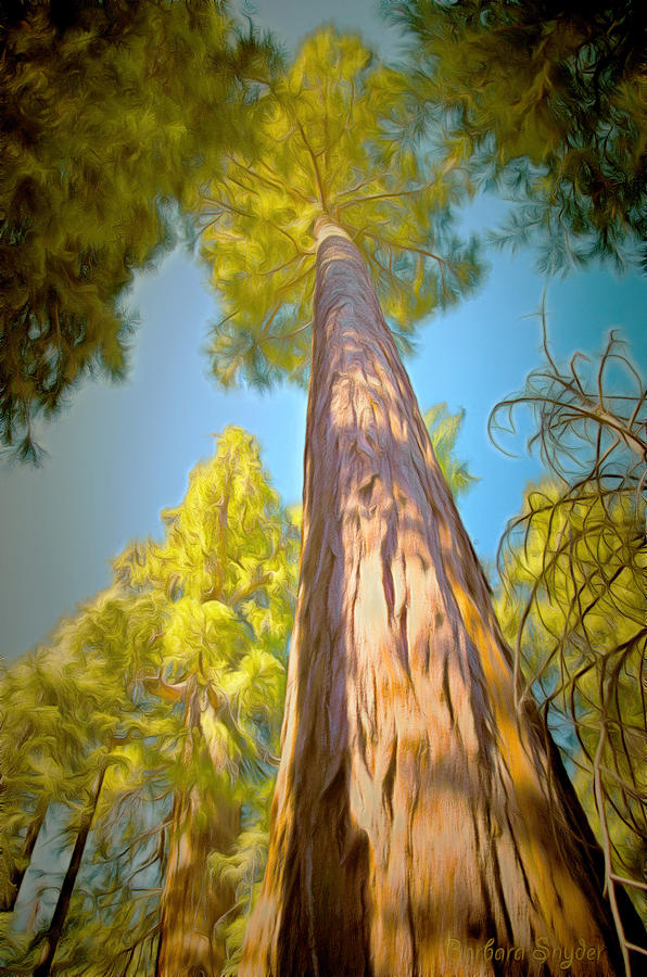 596x900 Giant Sequoia Tree Painting By Barbara Snyder - Big Tree Painting