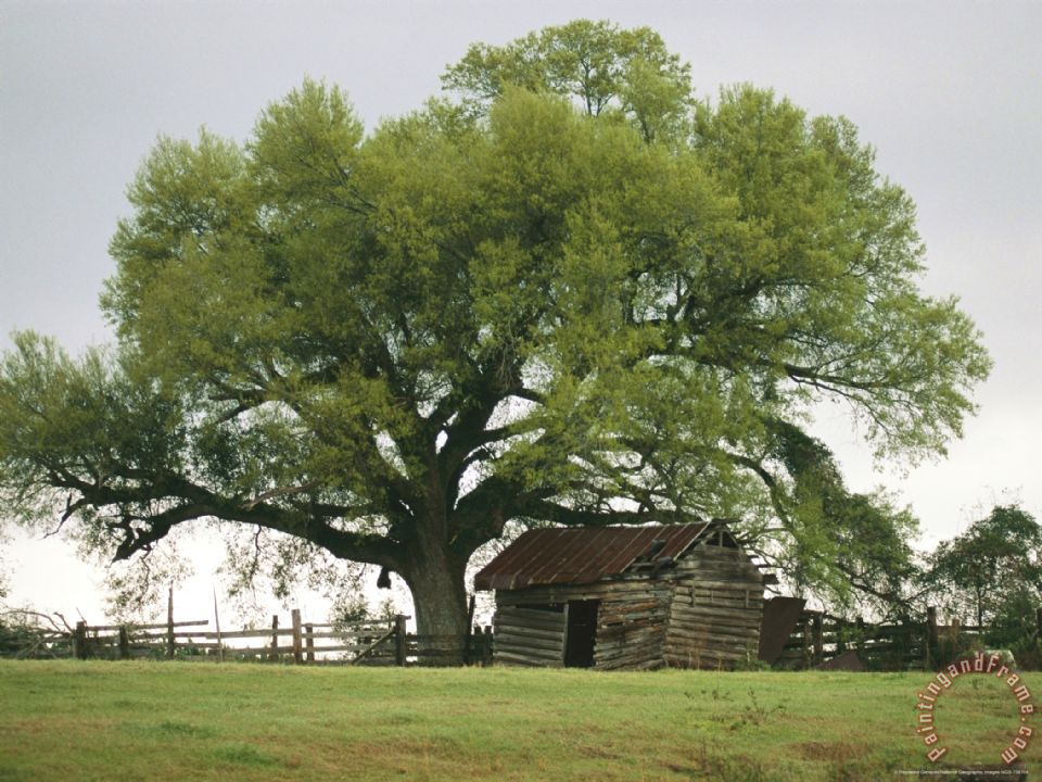 960x720 Raymond Gehman Old Log Cabin Under A Large Tree Painting - Big Tree Painting