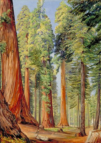 353x500 Calaveras Grove Of Big Tree, Or Wellingtonia, - Big Tree Painting