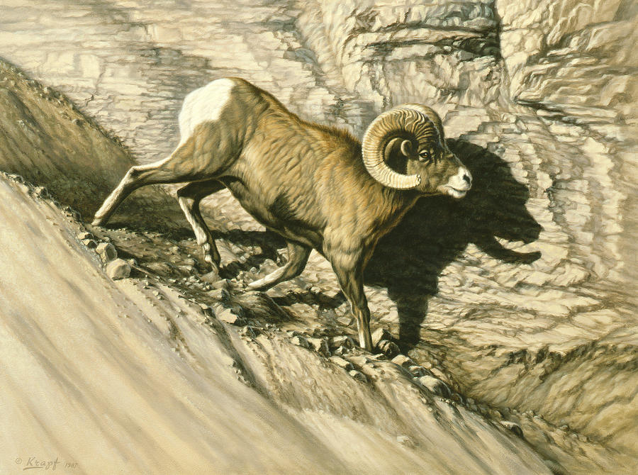 900x670 Bighorn Sheep Art Fine Art America - Bighorn Sheep Painting