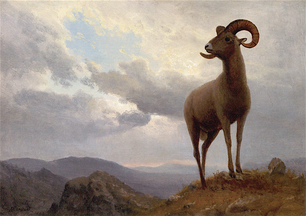 1280x907 Bighorn Sheep Painting Albert Bierstadt Oil Paintings - Bighorn Sheep Painting