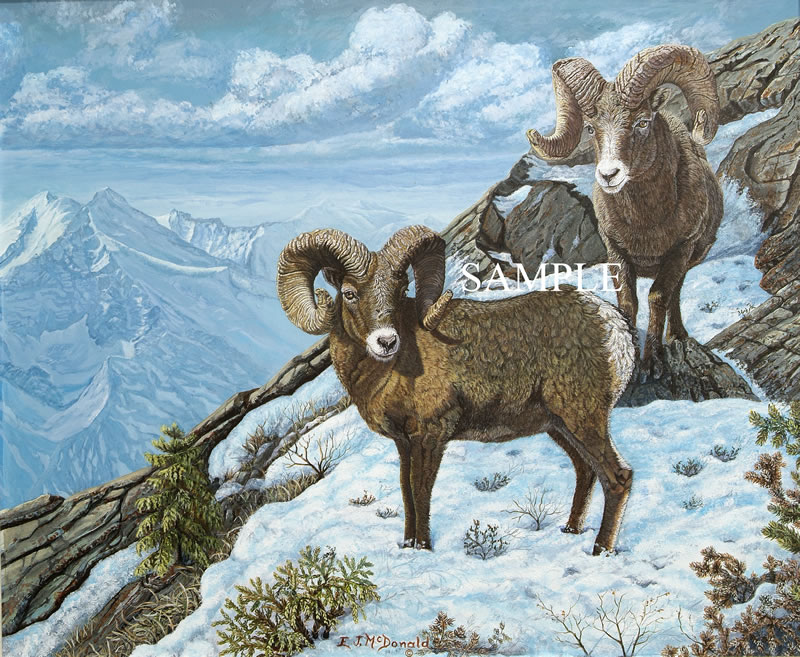 800x657 Highland Horns Wildlife Painting, Bighorn Sheep On Slopes - Bighorn Sheep Painting