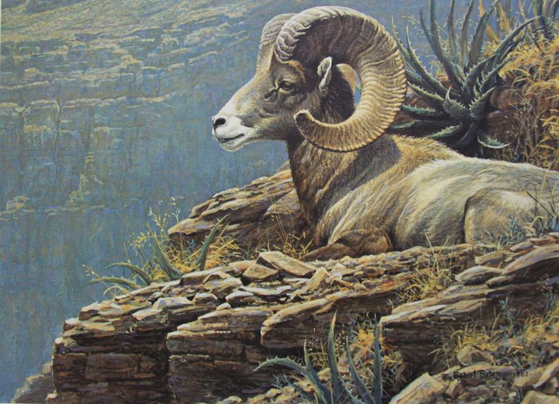 811x586 Robert Bateman Desert Bighorn Sheep Robert Bateman Art - Bighorn Sheep Painting