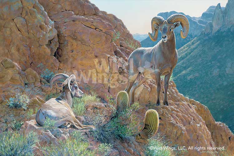750x500 The Overseer Desert Bighorn Sheep Canvas Giclee Art Print Wall Art - Bighorn Sheep Painting