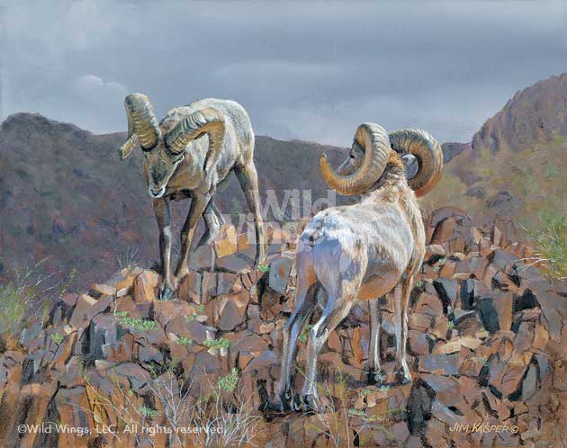 630x498 Western Wildlife Art Challenge Study Bighorn Sheep Painting - Bighorn Sheep Painting