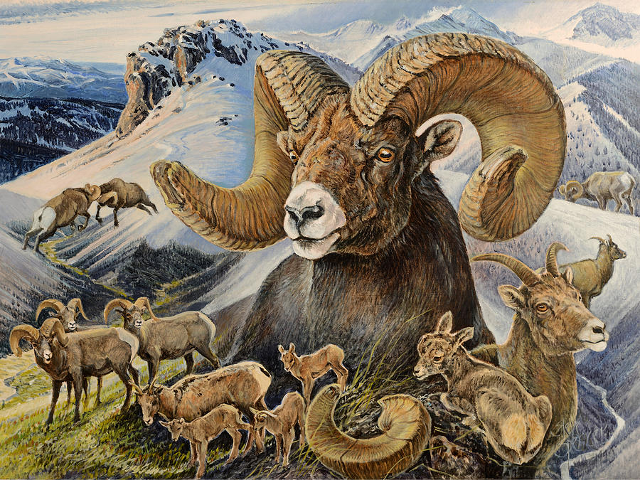 900x675 Bighorn Lifescape Painting By Steve Spencer - Bighorn Sheep Painting